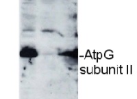 AtpG | ATPsynthase subunit II b' (chloroplastic) in the group Antibodies Plant/Algal  / Photosynthesis  / ATP synthase at Agrisera AB (Antibodies for research) (AS09 457)